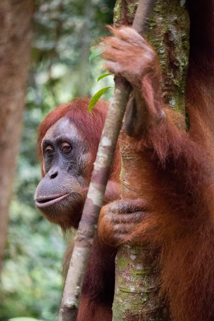 sumatra orang utan trip