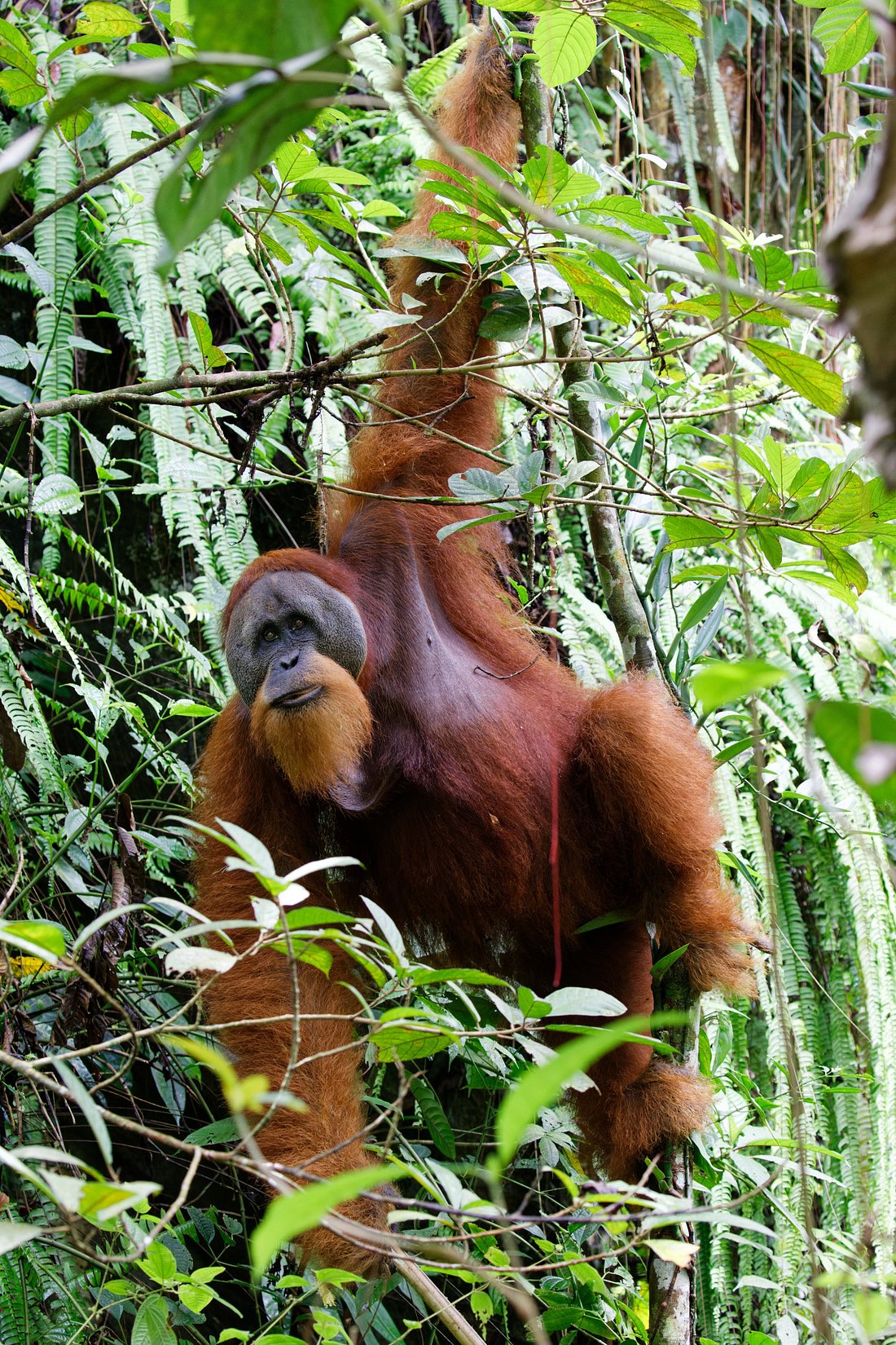 sumatra orangutan trip